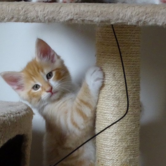 chaton Norvégien red mackerel tabby & blanc Tristan Chatterie des Princes de Norvège