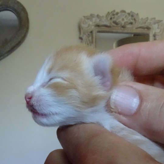 chaton Norvégien red mackerel tabby & blanc Tamara Chatterie des Princes de Norvège