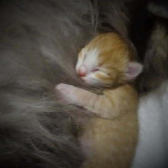 chaton Norvégien red mackerel tabby & blanc Tamara Chatterie des Princes de Norvège