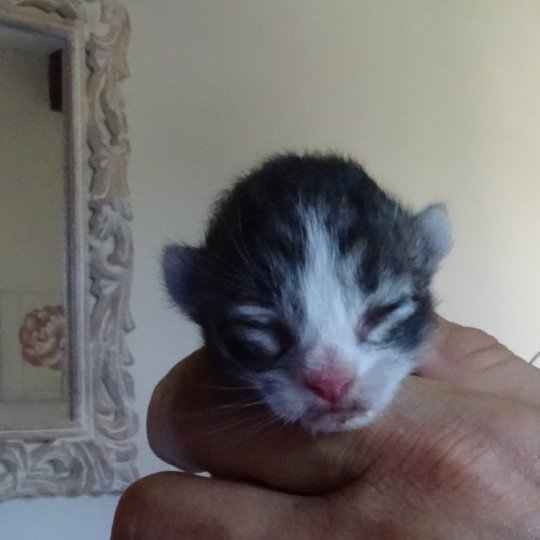 chaton Norvégien brown mackerel tabby & blanc Chatterie des Princes de Norvège