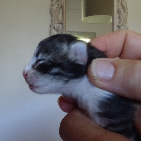 chaton Norvégien brown mackerel tabby & blanc Timéo Chatterie des Princes de Norvège