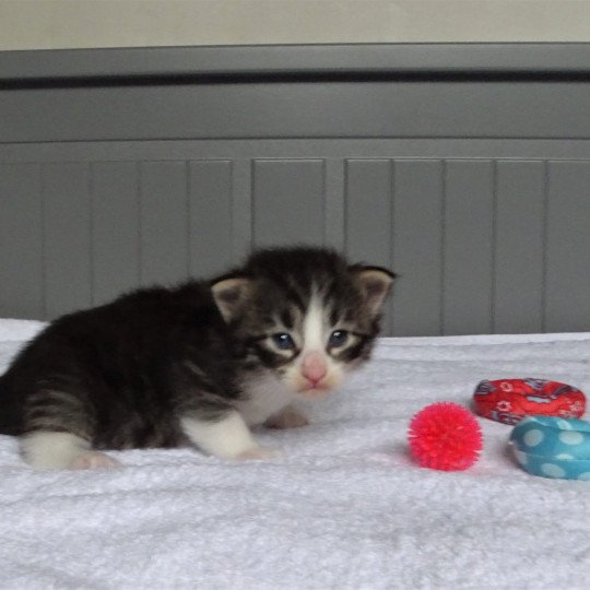 chaton Norvégien brown mackerel tabby & blanc Timéo Chatterie des Princes de Norvège