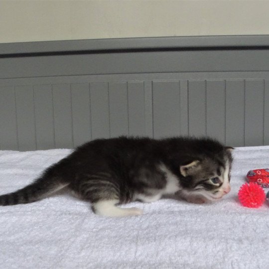 chaton Norvégien brown mackerel tabby & blanc Timéo Chatterie des Princes de Norvège