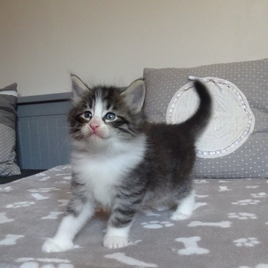 chaton Norvégien brown mackerel tabby & blanc Timéo Chatterie des Princes de Norvège