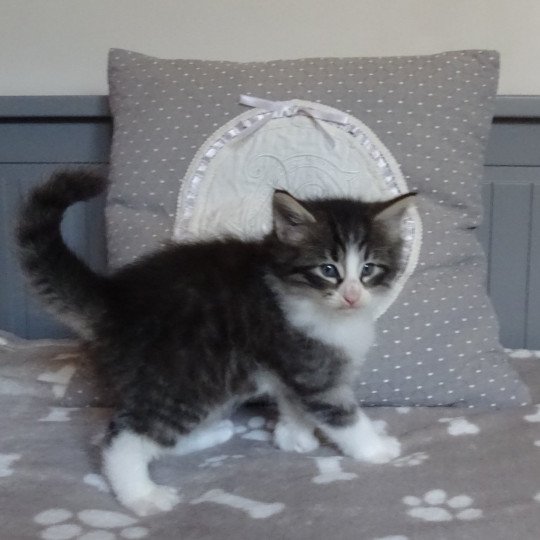 chaton Norvégien brown mackerel tabby & blanc Timéo Chatterie des Princes de Norvège