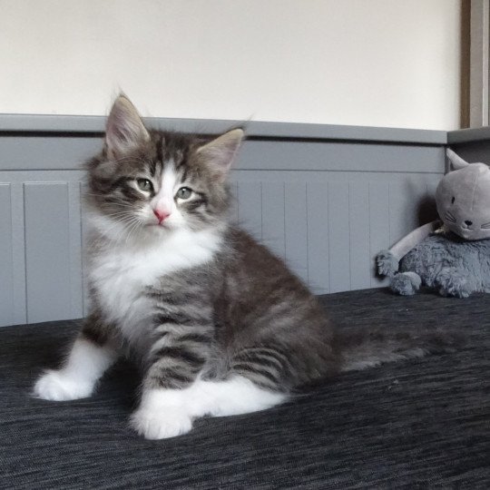 chaton Norvégien brown mackerel tabby & blanc Timéo Chatterie des Princes de Norvège