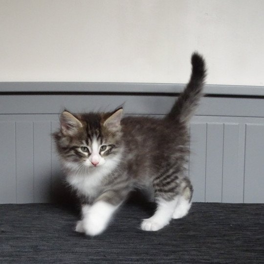 chaton Norvégien brown mackerel tabby & blanc Timéo Chatterie des Princes de Norvège