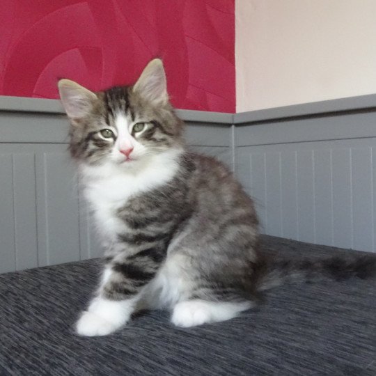 chaton Norvégien brown mackerel tabby & blanc Timéo Chatterie des Princes de Norvège