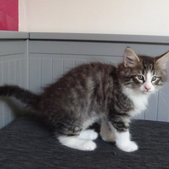 chaton Norvégien brown mackerel tabby & blanc Timéo Chatterie des Princes de Norvège