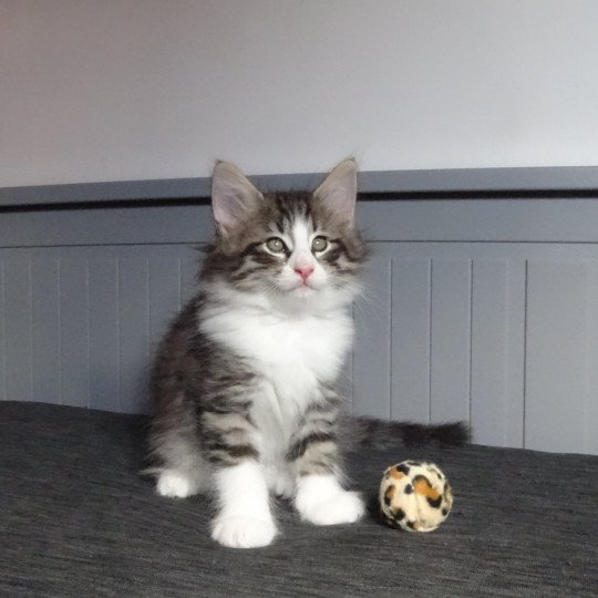 chaton Norvégien brown mackerel tabby & blanc Timéo Chatterie des Princes de Norvège