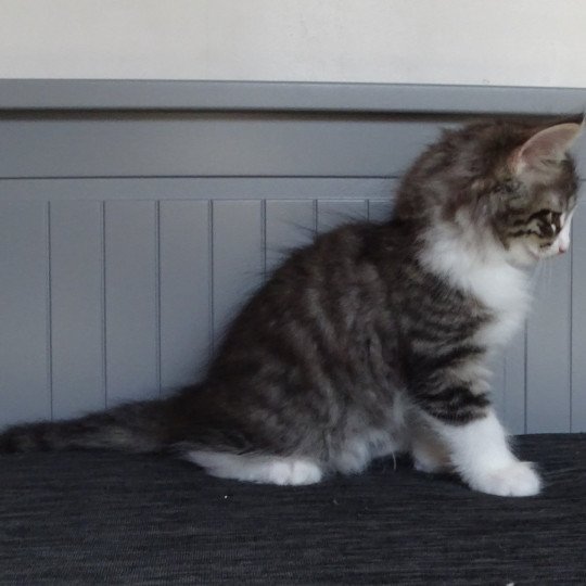 chaton Norvégien brown mackerel tabby & blanc Timéo Chatterie des Princes de Norvège