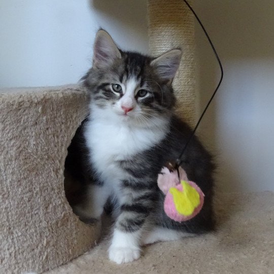 chaton Norvégien brown mackerel tabby & blanc Timéo Chatterie des Princes de Norvège