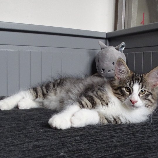 chaton Norvégien brown mackerel tabby & blanc Timéo Chatterie des Princes de Norvège