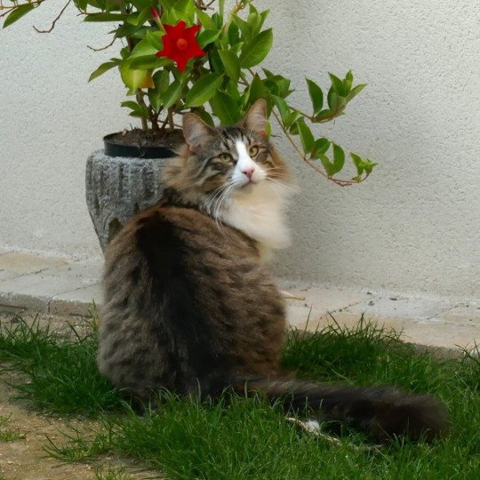 chat Norvégien brown mackerel tabby & blanc Timéo Chatterie des Princes de Norvège