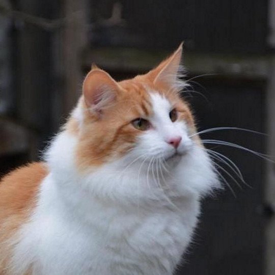 chat Norvégien red blotched tabby & blanc Jericho Chatterie des Princes de Norvège