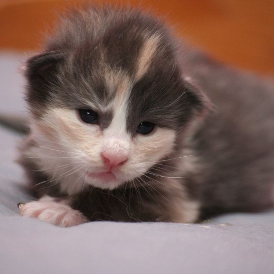 chat Norvégien blue tortie & blanc Olympe du Pays des Géants Chatterie des Princes de Norvège