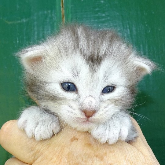 chat Norvégien blue silver blotched tabby Orion des Vernelles Chatterie des Princes de Norvège