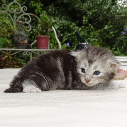 chat Norvégien blue silver blotched tabby Orion des Vernelles Chatterie des Princes de Norvège