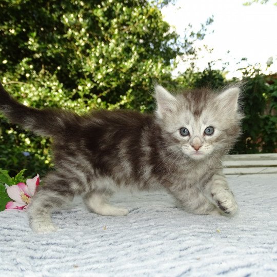 chat Norvégien blue silver blotched tabby Orion des Vernelles Chatterie des Princes de Norvège