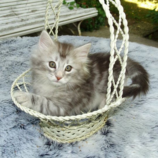 chat Norvégien blue silver blotched tabby Orion des Vernelles Chatterie des Princes de Norvège