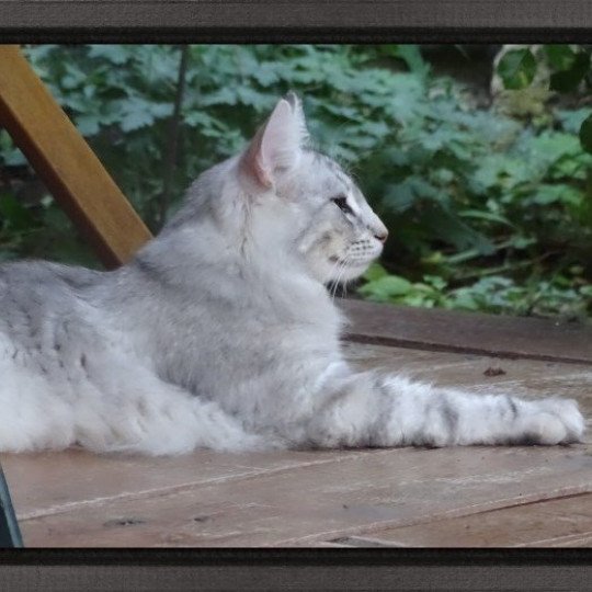 chat Norvégien blue silver blotched tabby Orion des Vernelles Chatterie des Princes de Norvège