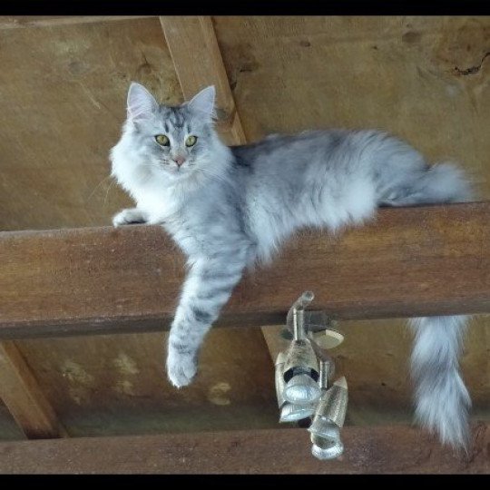 chat Norvégien blue silver blotched tabby Orion des Vernelles Chatterie des Princes de Norvège