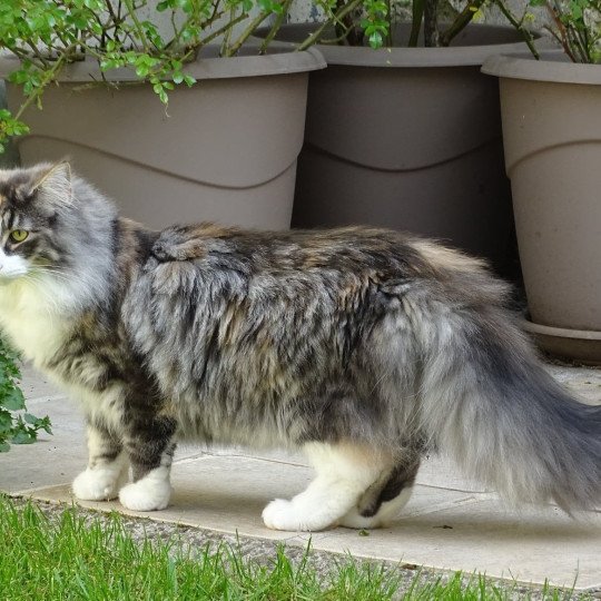 chat Norvégien blue tortie silver blotched tabby & blanc Pandora du Pays des Géants Chatterie des Princes de Norvège