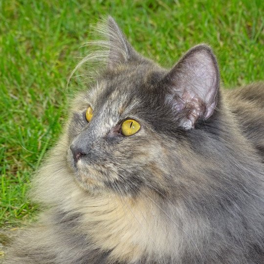 chat Norvégien blue tortie Poufsouffle Chatterie des Princes de Norvège