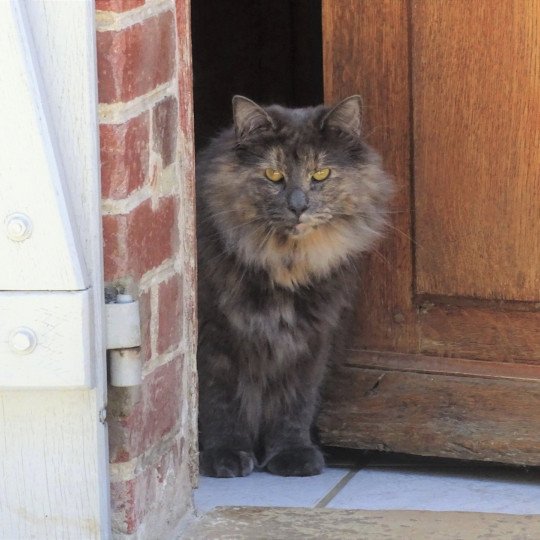 chat Norvégien blue tortie Phanie Chatterie des Princes de Norvège