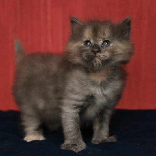 chat Norvégien blue tortie Poufsouffle du Pays des Géants Chatterie des Princes de Norvège