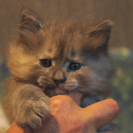 chat Norvégien blue tortie Poufsouffle du Pays des Géants Chatterie des Princes de Norvège