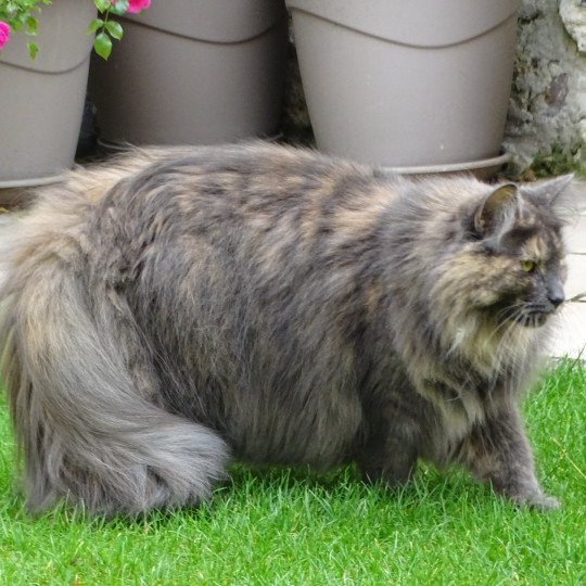 chat Norvégien blue tortie Poufsouffle du Pays des Géants Chatterie des Princes de Norvège