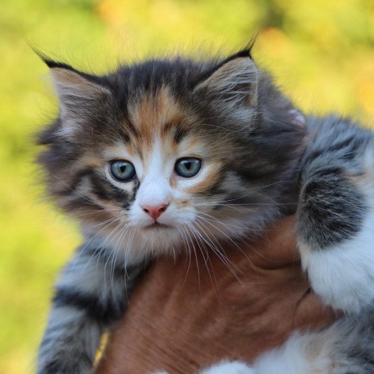 chat Norvégien brown tortie mackerel tabby & blanc Romance du Pays des Géants Chatterie des Princes de Norvège