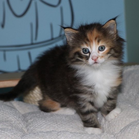 chat Norvégien brown tortie mackerel tabby & blanc Romance du Pays des Géants Chatterie des Princes de Norvège