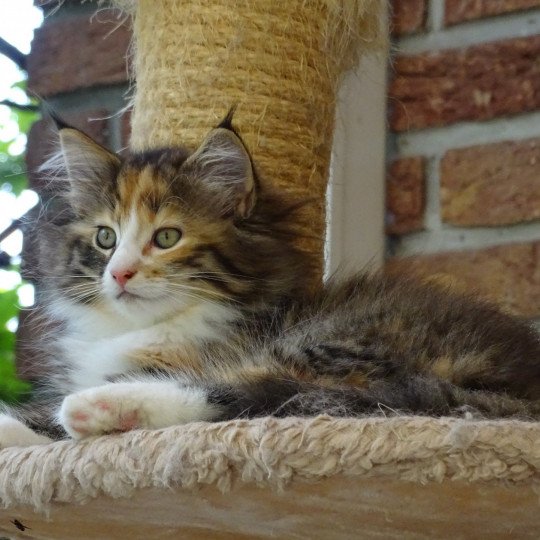 chat Norvégien brown tortie mackerel tabby & blanc Romance du Pays des Géants Chatterie des Princes de Norvège