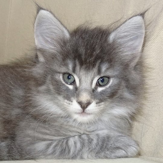 chaton Norvégien blue mackerel tabby Roxanne Chatterie des Princes de Norvège