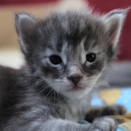 chaton Norvégien blue mackerel tabby Roxanne Chatterie des Princes de Norvège